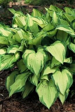 Funkia Hosta fortunei 'Albopicta' 5-10 Pot 9x9 cm (P9)