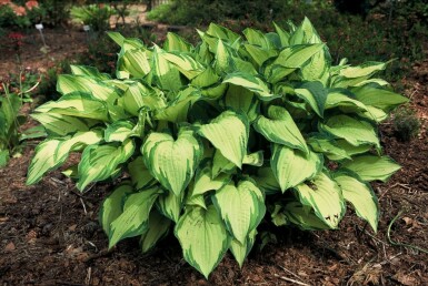 Funkia Hosta fortunei 'Albopicta' 5-10 Pot 9x9 cm (P9)