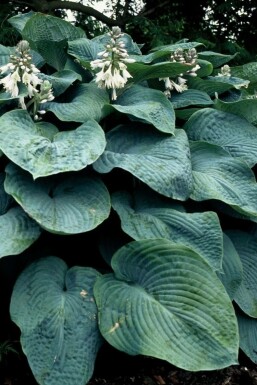 Hosta bleu Hosta sieboldiana 'Elegans' 5-10 Pot 9x9 cm (P9) Hosta sieboldiana 'Elegans'