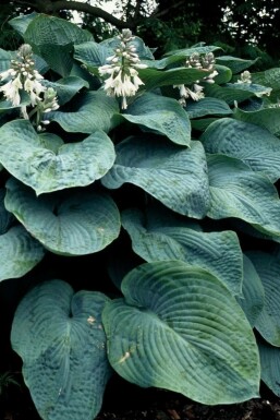 Hosta bleu Hosta sieboldiana 'Elegans' 5-10 Pot 9x9 cm (P9)