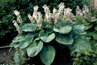 Hosta bleu Hosta sieboldiana 'Elegans' 5-10 Pot 9x9 cm (P9) Hosta sieboldiana 'Elegans'