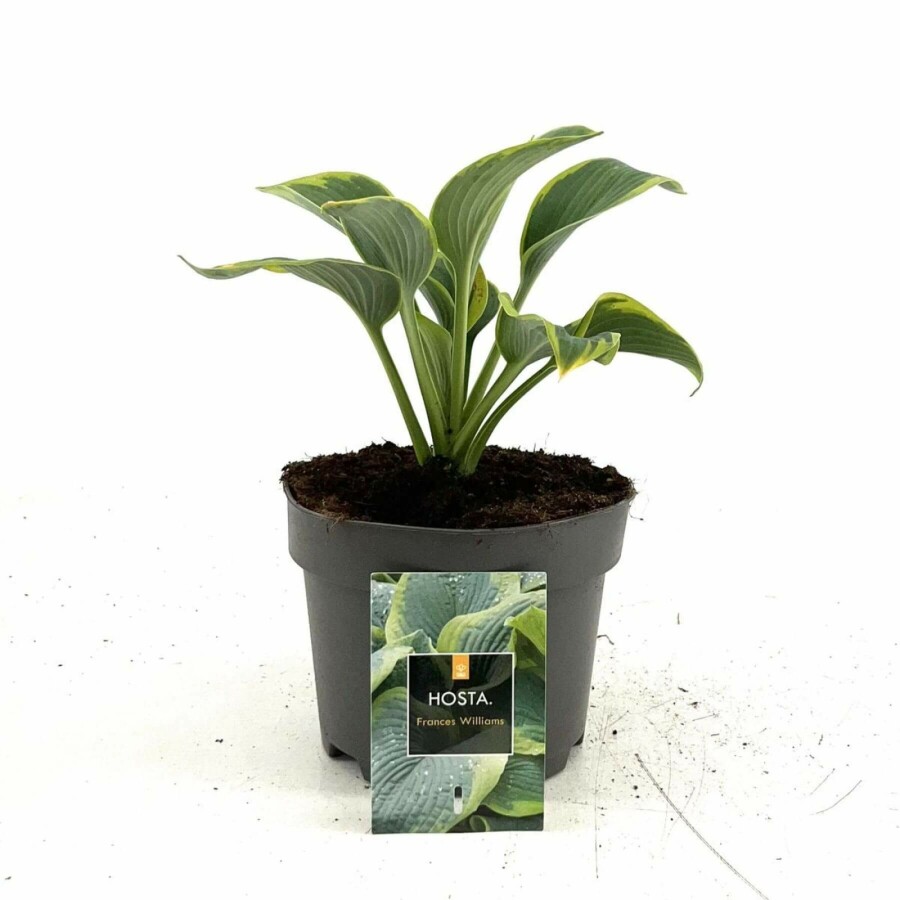 Hosta bleu Hosta sieboldiana 'Frances Williams' 10-15 Pot 2 l (C2) Hosta sieboldiana 'Frances Williams'