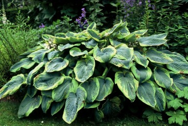 Hosta bleu Hosta sieboldiana 'Frances Williams' 10-15 Pot 2 l (C2) Hosta sieboldiana 'Frances Williams'