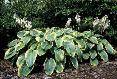 Hosta bleu Hosta sieboldiana 'Frances Williams' 10-15 Pot 2 l (C2) Hosta sieboldiana 'Frances Williams'