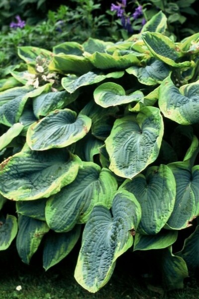 Hosta bleu Hosta sieboldiana 'Frances Williams' 5-10 Pot 9x9 cm (P9) Hosta sieboldiana 'Frances Williams'