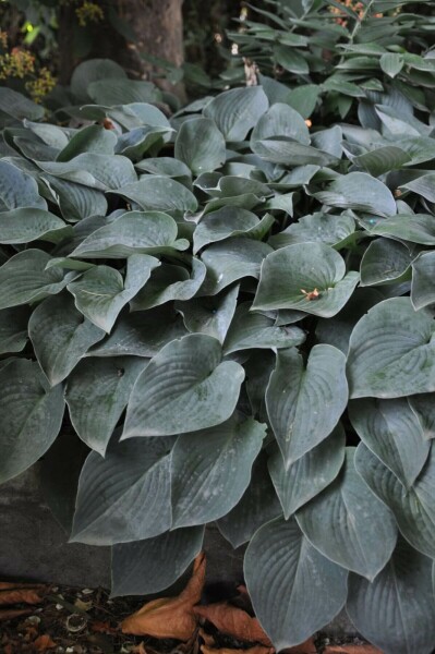 Funkia Hosta tardiana 'Halcyon' 10-15 Pot 2 l (C2) Hosta tardiana 'Halcyon'