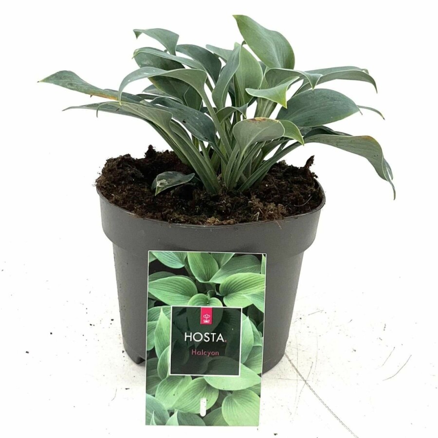 Funkia Hosta tardiana 'Halcyon' 10-15 Pot 2 l (C2) Hosta tardiana 'Halcyon'