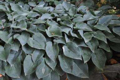Funkia Hosta tardiana 'Halcyon' 10-15 Pot 2 l (C2) Hosta tardiana 'Halcyon'