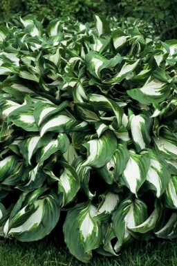 Funkia Hosta undulata 'Mediovariegata' 10-15 Pot 2 l (C2) Hosta undulata 'Mediovariegata'