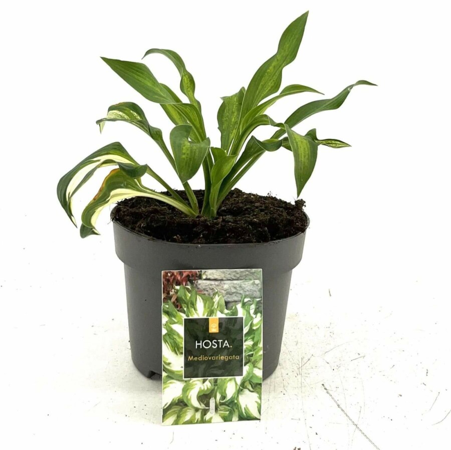 Funkia Hosta undulata 'Mediovariegata' 10-15 Pot 2 l (C2) Hosta undulata 'Mediovariegata'
