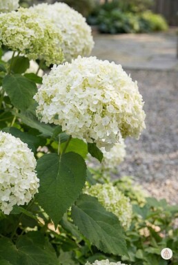 Hydrangea arborescens 'Annabelle' arbuste 20-30 cm