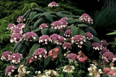 Hydrangea aspera 'Macrophylla' C10 80-100
