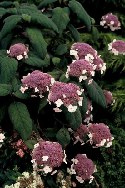 Hydrangea velu Hydrangea aspera 'Macrophylla' Arbuste 60-80 Pot 12 l (C12) Hydrangea aspera 'Macrophylla' arbuste 60-80 cm