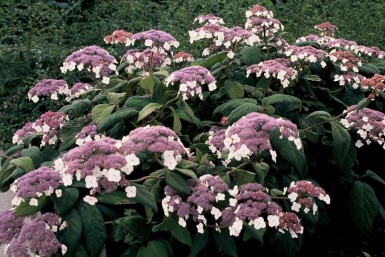 Hydrangea velu Hydrangea aspera 'Macrophylla' Arbuste 30-40 Pot 3 l (C3)