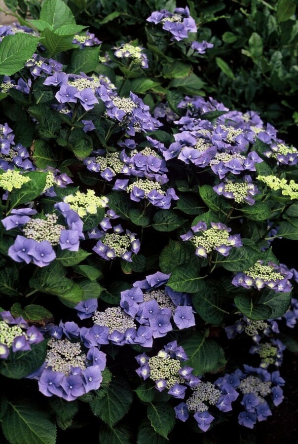 Hydrangelle hortensia Hydrangea macrophylla 'Blaumeise' Arbuste 30-40 Pot 10 l (C10) Hydrangea macrophylla 'Blaumeise' arbuste 30-40 cm