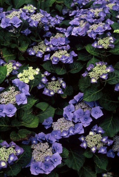 Hydrangelle hortensia Hydrangea macrophylla 'Blaumeise' Arbuste 30-40 Pot 3 l (C3) Hydrangea macrophylla 'Blaumeise' arbuste 30-40 cm