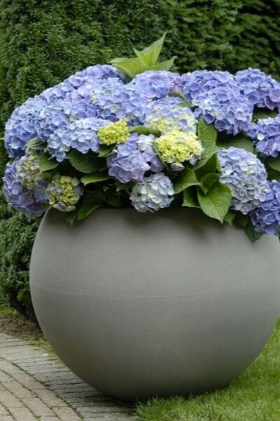 Hydrangelle hortensia Hydrangea macrophylla 'Forever & Ever® Blue' Arbuste 30-40 Pot 5 l (C5) Hydrangea macrophylla 'Forever & Ever® Blue' arbuste 30-40 cm