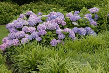 Hydrangelle hortensia Hydrangea macrophylla 'Forever & Ever® Blue' Arbuste 30-40 Pot 5 l (C5)