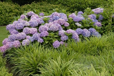 Hydrangelle hortensia Hydrangea macrophylla 'Forever & Ever® Blue' Arbuste 30-40 Pot 5 l (C5) Hydrangea macrophylla 'Forever & Ever® Blue' arbuste 30-40 cm