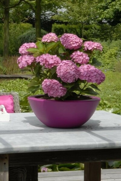 Hydrangelle hortensia Hydrangea macrophylla 'Forever & Ever® Pink' Arbuste 40-60 Pot 12 l (C12) Hydrangea macrophylla 'Forever & Ever® Pink' arbuste 40-60 cm
