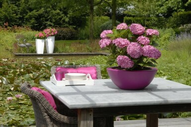 Hydrangelle hortensia Hydrangea macrophylla 'Forever & Ever® Pink' Arbuste 30-40 Pot 5 l (C5)