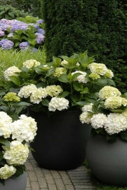 Hydrangelle hortensia Hydrangea macrophylla 'Forever & Ever® White' Arbuste 20-30 Pot 5 l (C5)