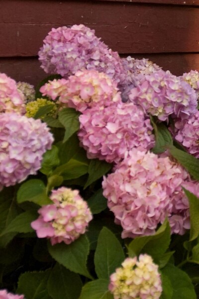Hydrangelle hortensia Hydrangea macrophylla 'The Original Pink' Arbuste 10-15 Pot 1,5 l (C1,5) Hydrangea macrophylla 'The Original Pink' arbuste 10-15 cm