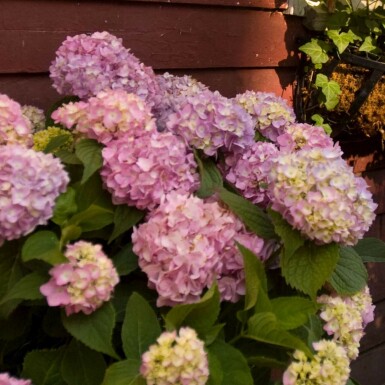 Hydrangelle hortensia Hydrangea macrophylla 'The Original Pink' Arbuste 10-15 Pot 1,5 l (C1,5) Hydrangea macrophylla 'The Original Pink' arbuste 10-15 cm