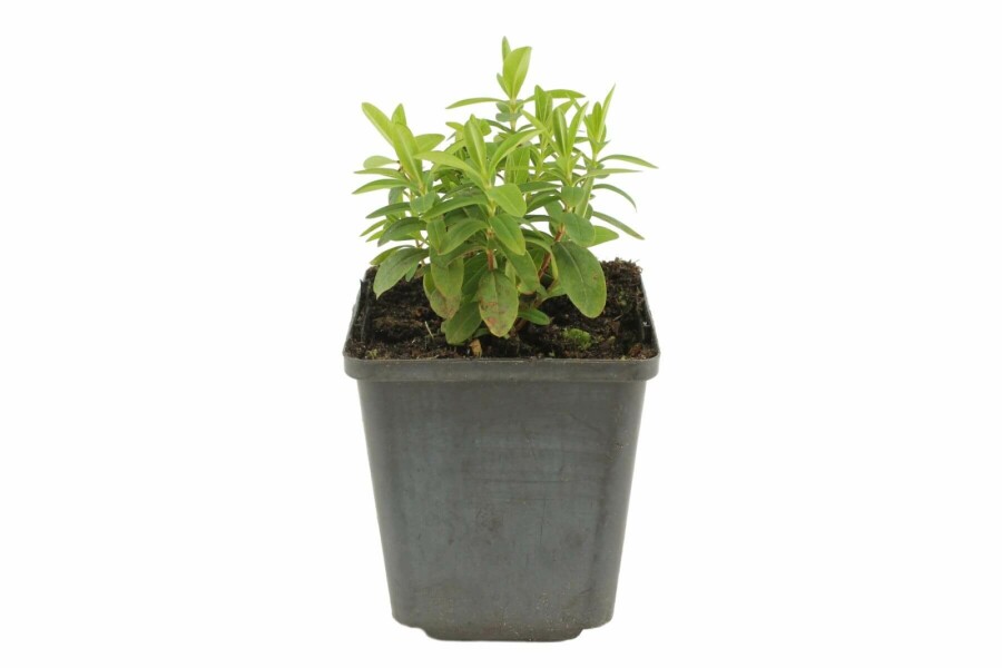 Millepertuis calycinal Hypericum calycinum 5-10 Pot 9x9 cm (P9) Hypericum calycinum