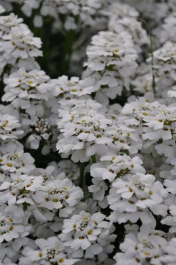 Ibéride toujours verte Iberis sempervirens 'Snowflake' 5-10 Pot 9x9 cm (P9)