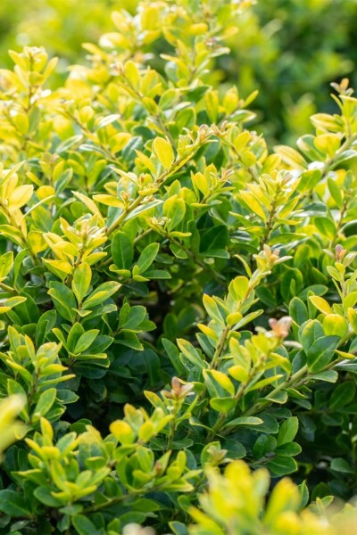 Ilex crenata 'Golden Gem' C2 20-30