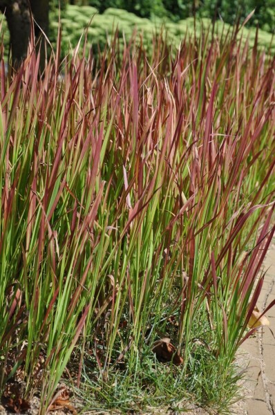 Impérate cylindrique Imperata cylindrica 'Red Baron' 10-15 Pot 2 l (C2) Imperata cylindrica 'Red Baron'