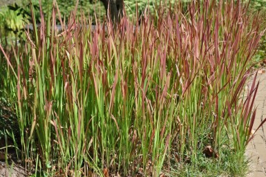 Impérate cylindrique Imperata cylindrica 'Red Baron' 5-10 Pot 9x9 cm (P9) Imperata cylindrica 'Red Baron'