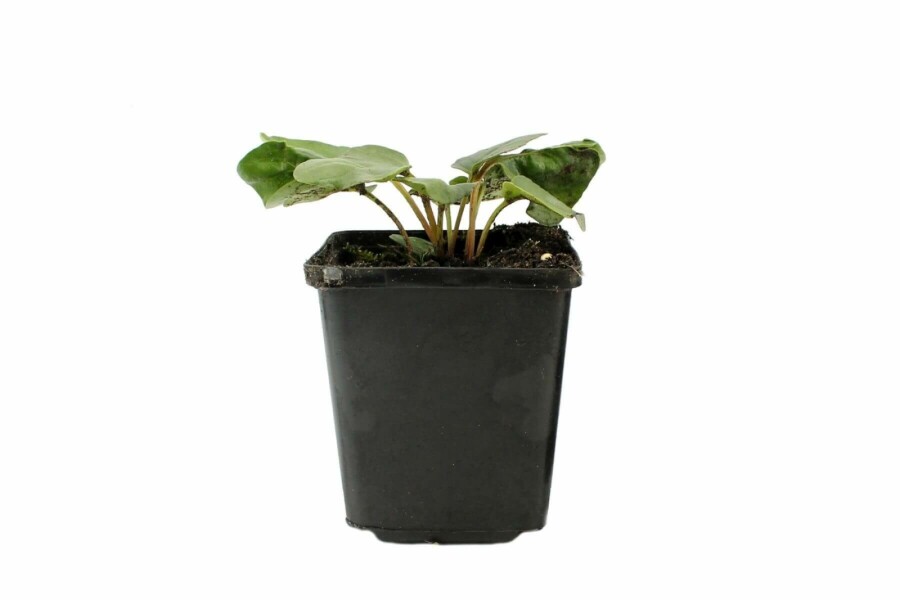 Incarvillée de Delavay Incarvillea delavayi 5-10 Pot 9x9 cm (P9) Incarvillea delavayi