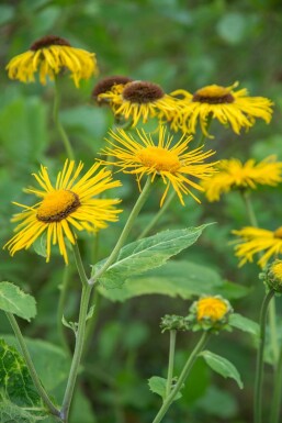 Aunée à feuilles récurvées Inula ensifolia 5-10 Pot 9x9 cm (P9) Inula ensifolia