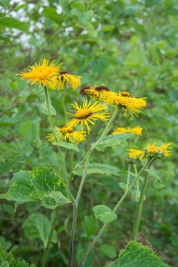 Aunée à feuilles récurvées Inula ensifolia 5-10 Pot 9x9 cm (P9) Inula ensifolia