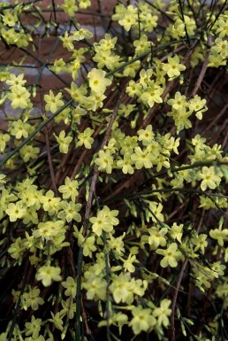 Jasminum nudiflorum C12 125-150