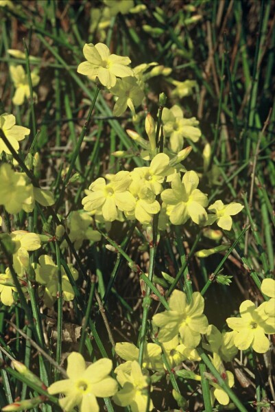 Jasminum nudiflorum C12 150-175