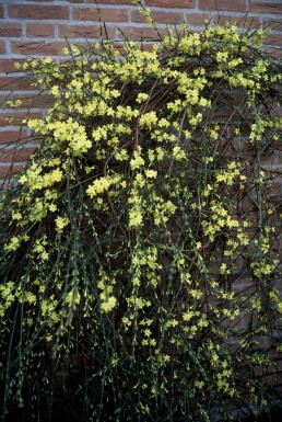 Jasminum nudiflorum C12 150-175
