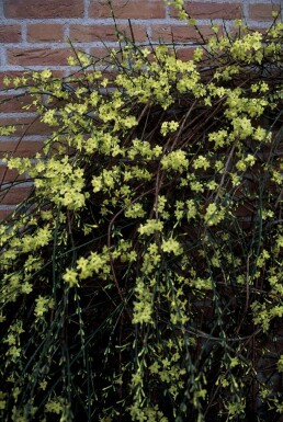 Jasminum nudiflorum C12 150-175