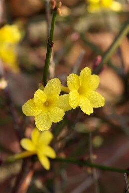Jasminum nudiflorum C12 150-175