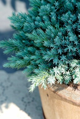 Genévrier écailleux Juniperus squamata 'Blue Star' Arbuste 10-15 Pot 2 l (C2)