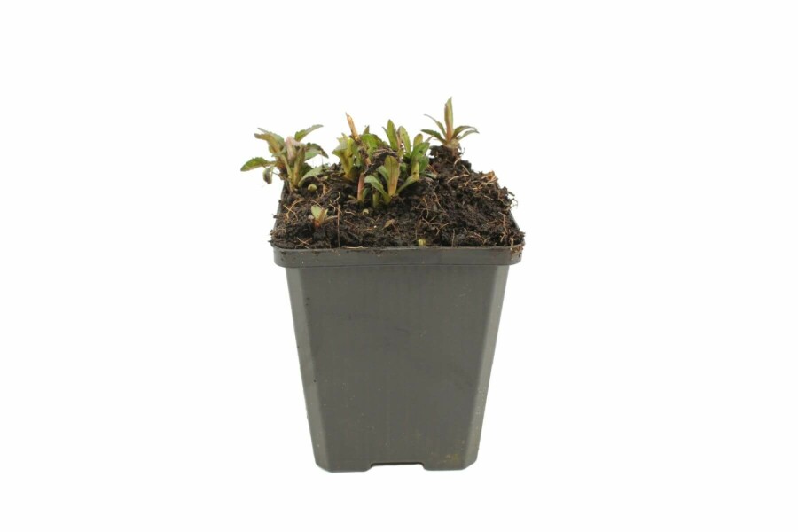 Kalimeris incisée 'alba' Kalimeris incisa 'Nana Blue' 5-10 Pot 9x9 cm (P9) Kalimeris incisa 'Nana Blue'