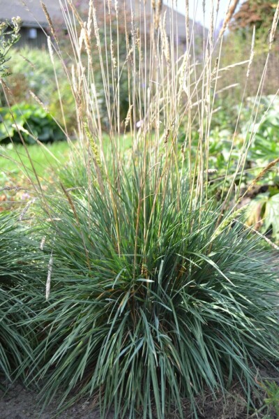 Koélérie glauque Koeleria glauca 5-10 Pot 9x9 cm (P9) Koeleria glauca