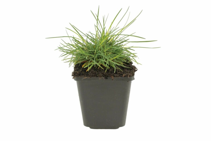 Koélérie glauque Koeleria glauca 5-10 Pot 9x9 cm (P9) Koeleria glauca