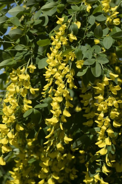 Aubour de Waterer Laburnum watereri 'Vossii' Arbuste 100-125 Pot 12 l (C12) Laburnum watereri 'Vossii' arbuste 100-125 cm