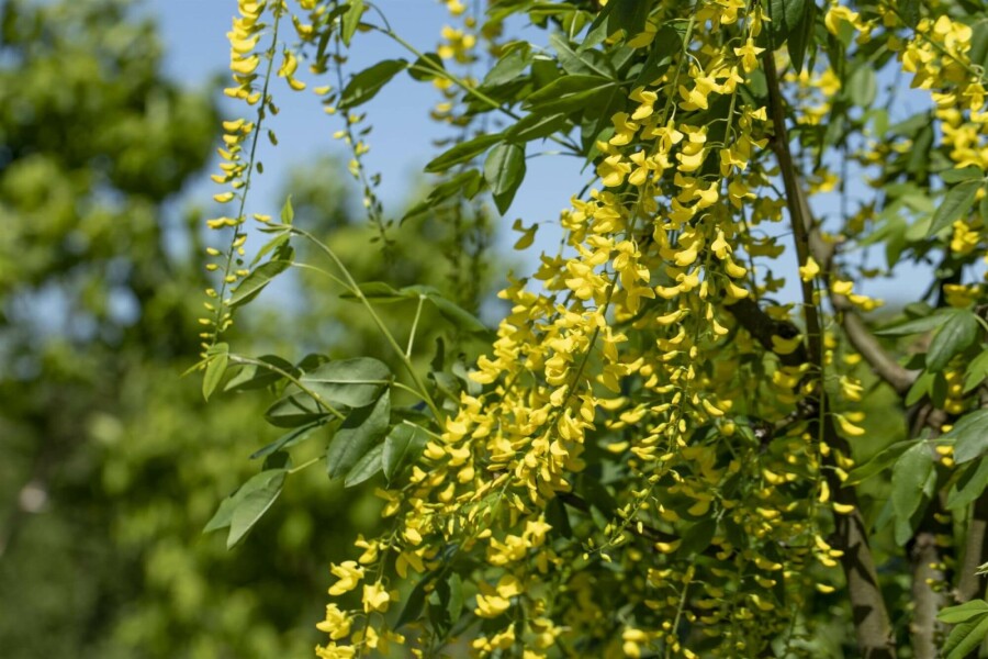 Aubour de Waterer Laburnum watereri 'Vossii' Arbuste 100-125 Pot 12 l (C12) Laburnum watereri 'Vossii' arbuste 100-125 cm