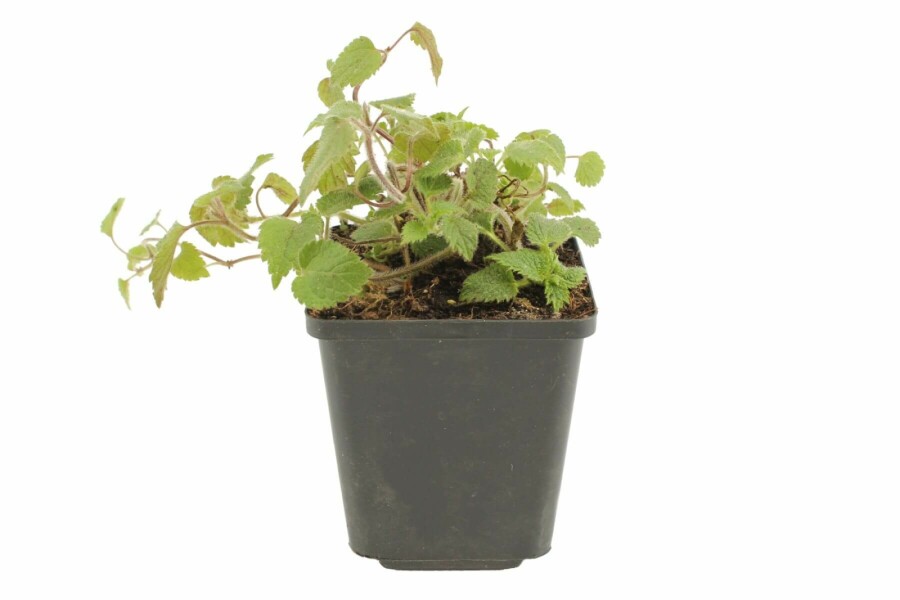 Lamier jaune Lamium galeobdolon 'Florentinum' 5-10 Pot 9x9 cm (P9) Lamium galeobdolon 'Florentinum'