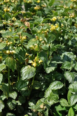 Lamier jaune Lamium galeobdolon 'Florentinum' 5-10 Pot 9x9 cm (P9) Lamium galeobdolon 'Florentinum'