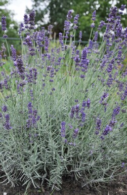 Lavande à feuilles étroites Lavandula angustifolia 'Hidcote' 5-10 Pot 9x9 cm (P9) Lavandula angustifolia 'Hidcote'